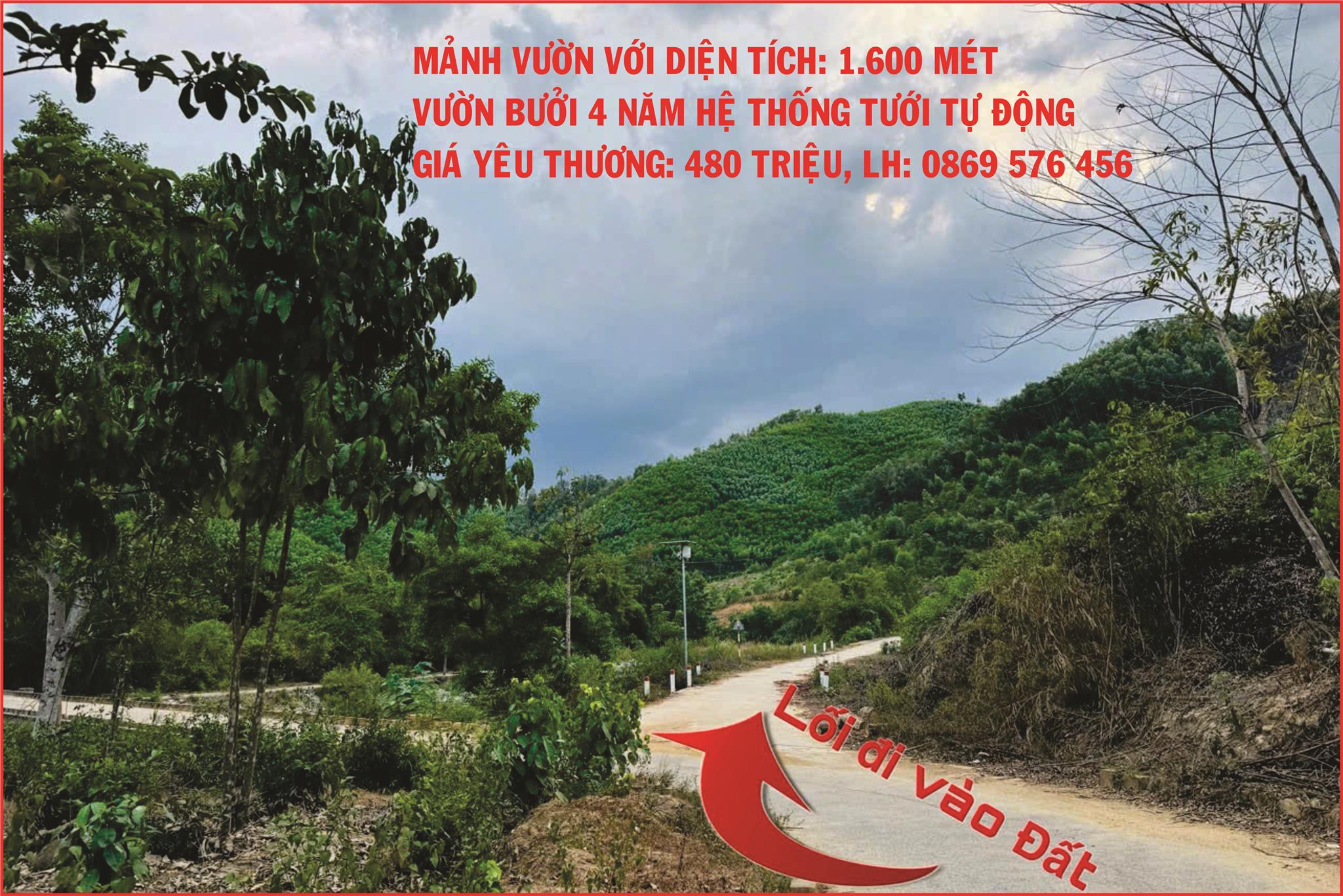 CẦN BÁN MẢNH VƯỜN BƯỞI TẠI XÃ KHÁNH THÀNH, KHÁNH VĨNH, KHÁNH HOÀ - Ảnh chính