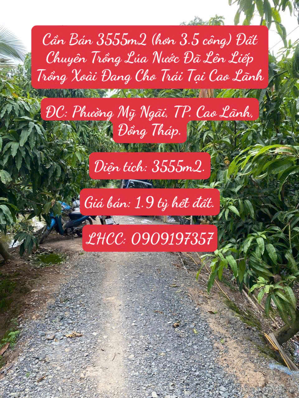 Bán 3555m2 (hơn 3.5 công) Đất Chuyên Trồng Lúa Nước Đã Lên Liếp Trồng Xoài Đang Cho Trái Cao Lãnh - Ảnh chính