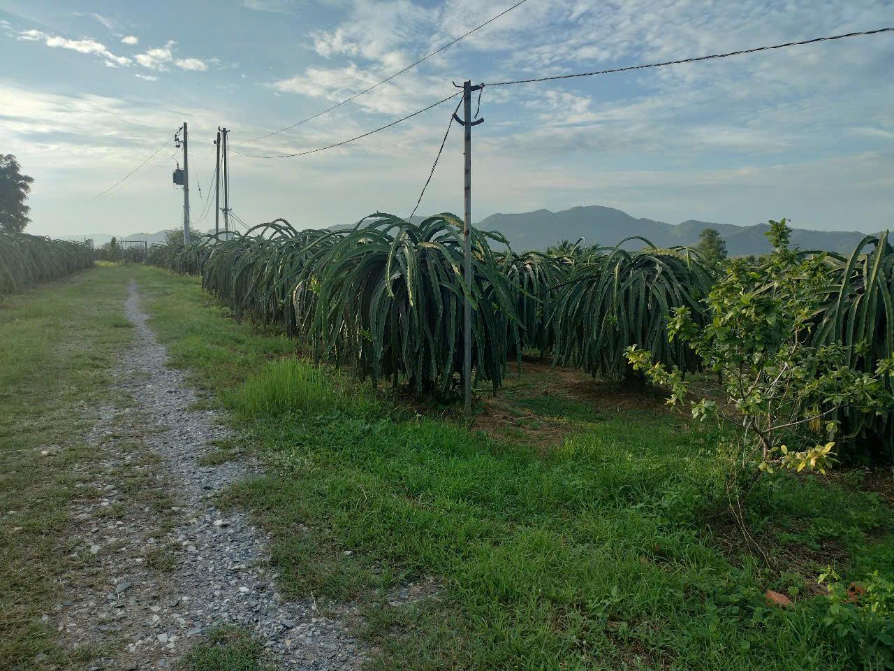 ĐẤT CHÍNH CHỦ - Cần Bán Lô Đất Vườn tại thị trấn tân nghĩa , huyện hàm tân , bình thuận - Ảnh 2