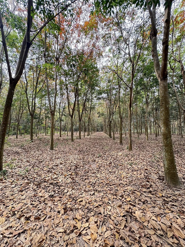 Chính chủ bán 2188m2 đất tại Hoà Lợi, Bến Cát. - Ảnh 1