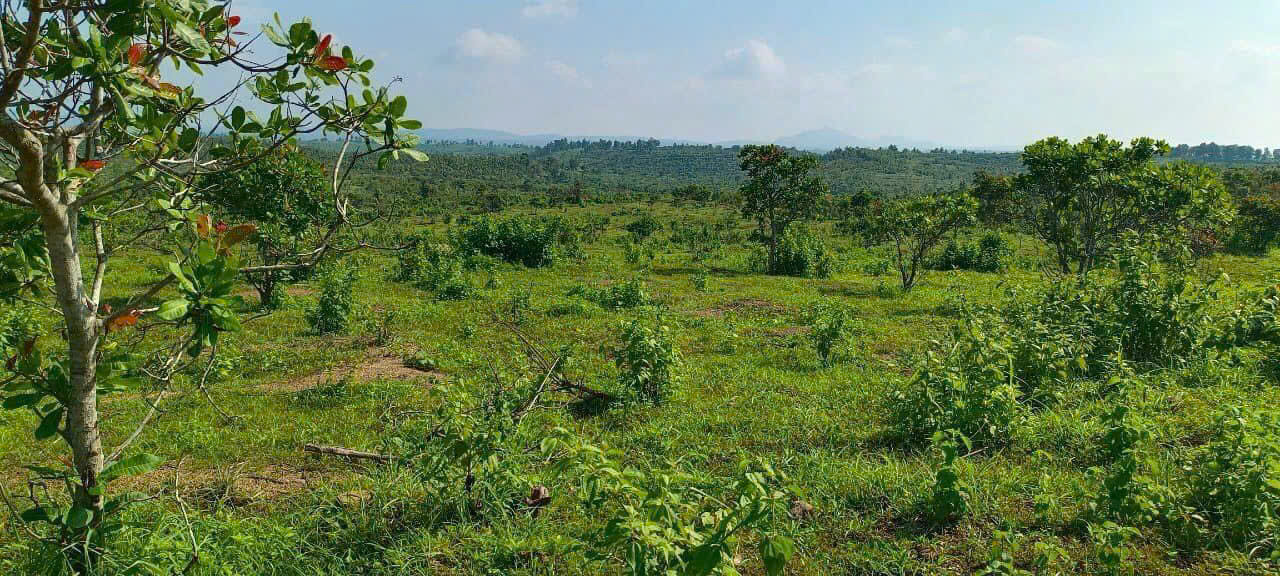 Buôn Đôn- Đắk Lắk diện tích 9.5ha có suối quanh đất đất đỏ bằng phẳng cách trung tâm huyện chỉ 2 - Ảnh 3