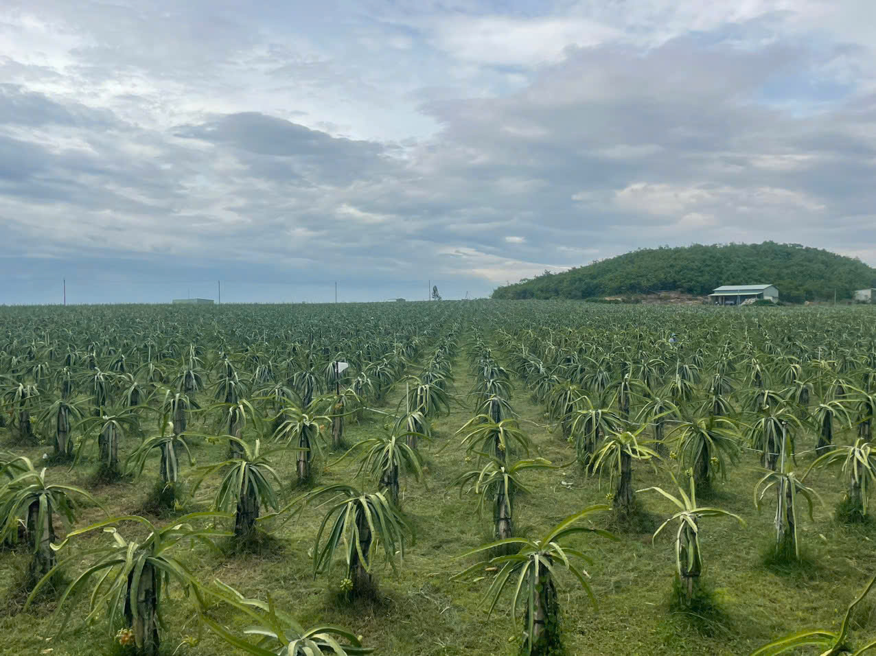 Bán vườn thanh long ruột đỏ, Khu vực đá quý Xã Hồng Liêm, Huyện Hàm Thuận Bắc, Bình Thuận - Ảnh chính