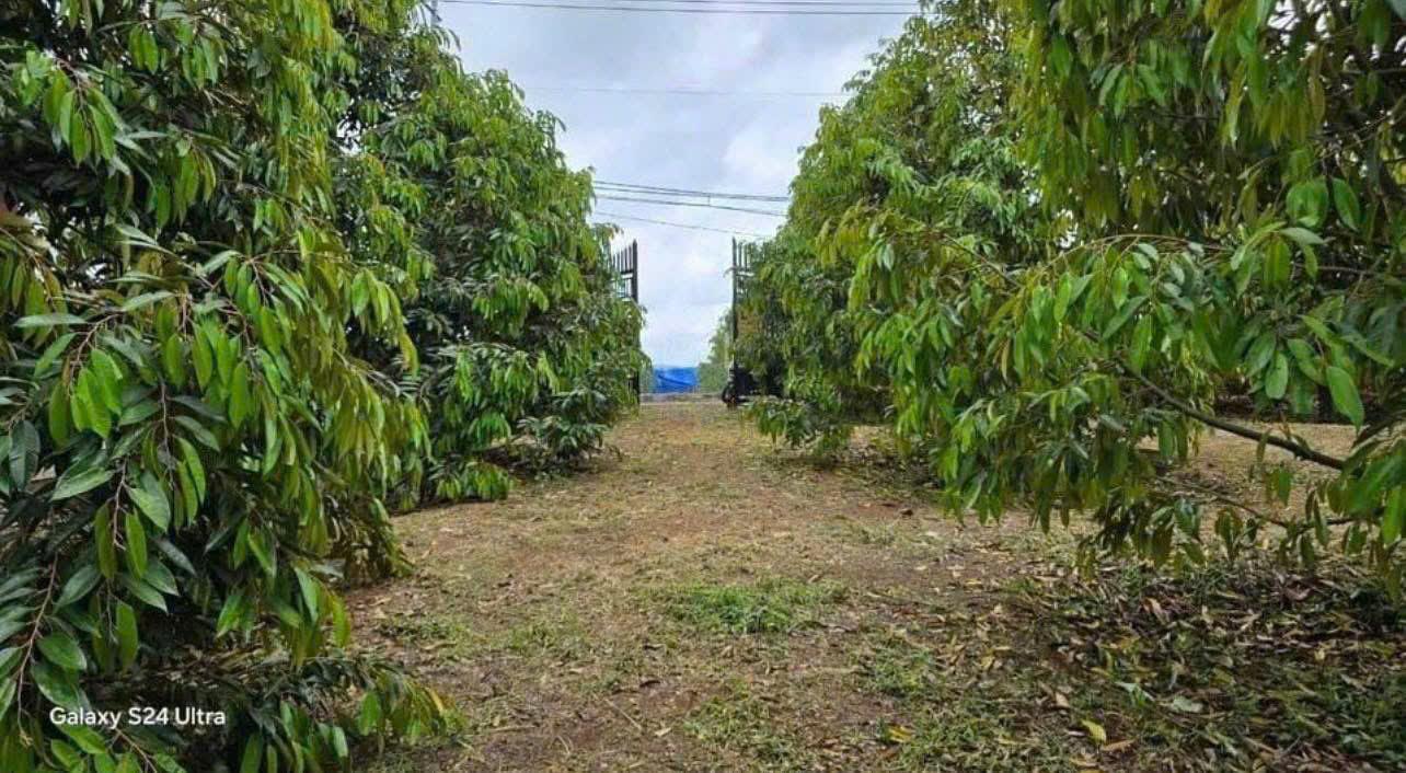 BÁN GẤP ĐẤT Ở THỔ CƯ 3032M2 - TÂN PHƯỚC KHÁNH, TÂN UYÊN, BÌNH DƯƠNG - GIÁ 550 TRIỆU - SỔ HỒNG CHÍNH - Ảnh 1