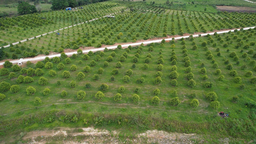 BÁN ĐẤT VƯỜN ĐẸP TẠI KHÁNH VĨNH – GIÁ CHỈ 3 TỶ, CÓ THƯƠNG LƯỢNG - Ảnh 4