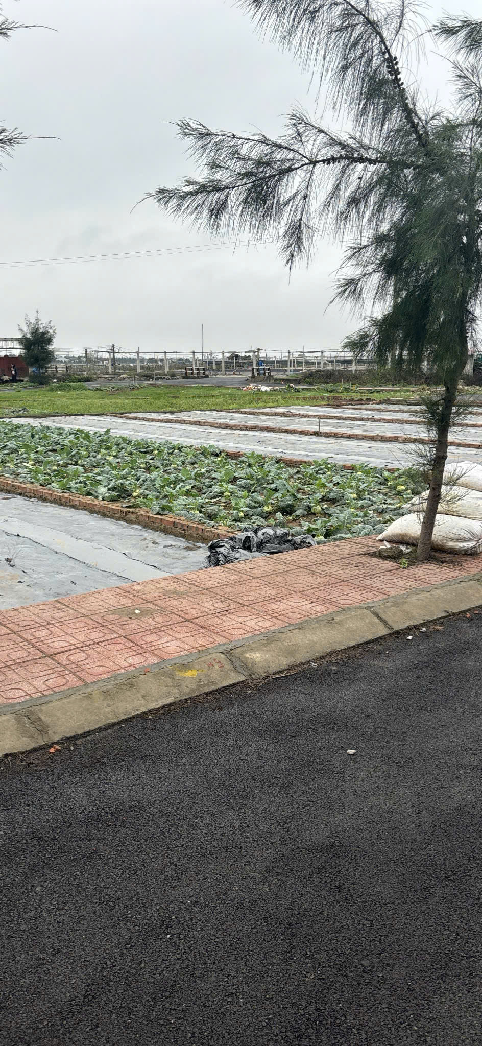 Bán đất nền ven biển Quất Lâm sẵn sổ full cư - Ảnh chính