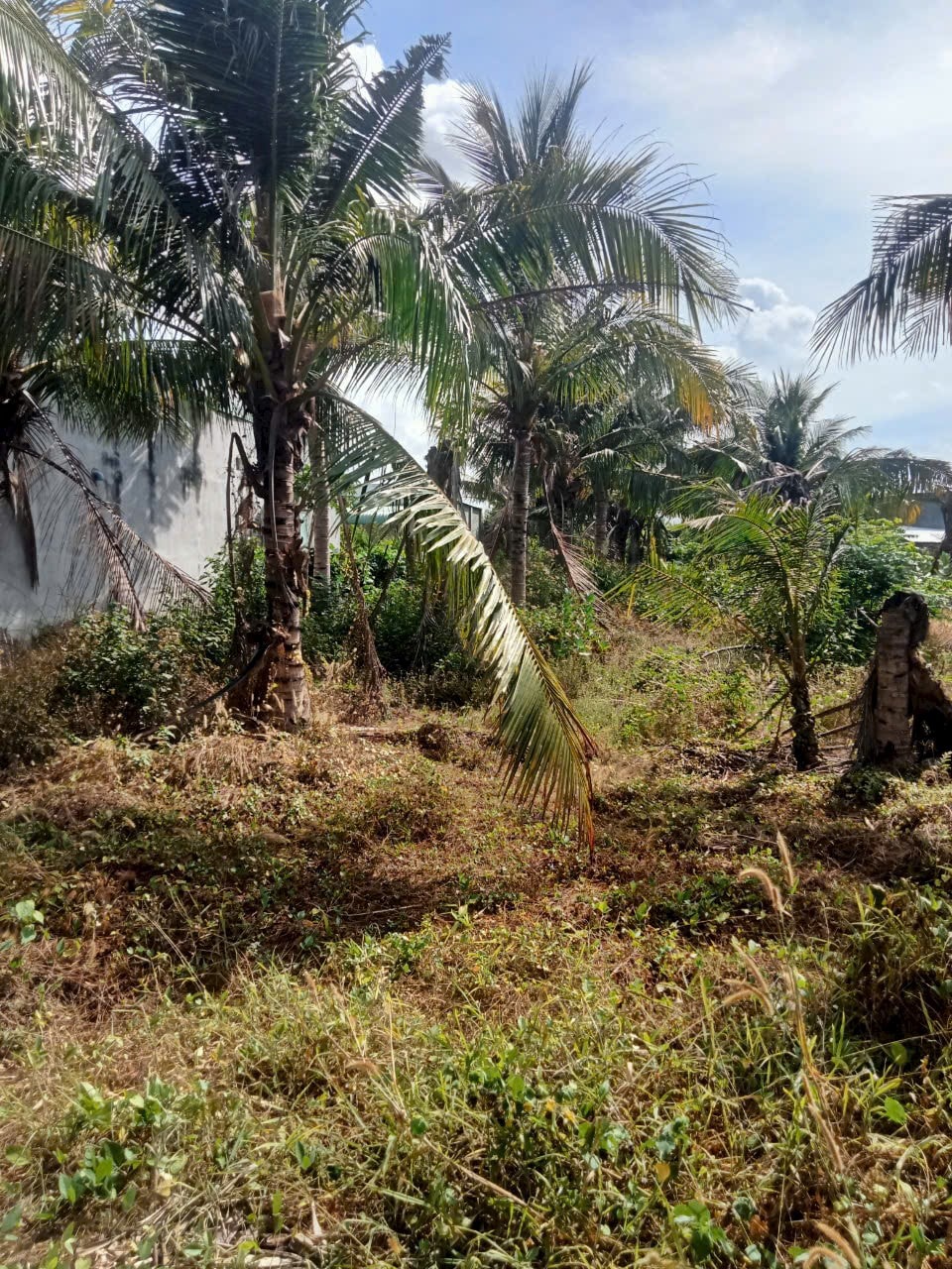 🏡 CẦN BÁN LÔ ĐẤT BIỆT THỰ 420m² TẠI XÃ TAM AN – LONG ĐẤT – BÀ RỊA VŨNG TÀU GIÁ CHỈ 1.65 TỶ - Ảnh chính