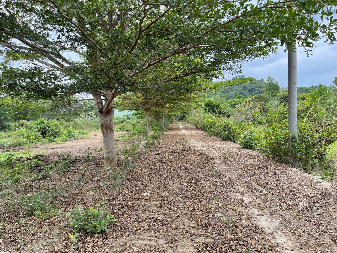 Chỉ còn có duy nhất 1 lô giá siêu rẻ đầu tư tiềm năng - Diên Hoà - Diên Khánh - 97m2 full thổ ngang - Ảnh 1