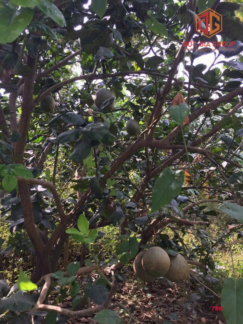 Bán nhà vườn bên sông Đồng Nai, Tân Bình, Vĩnh Cửu giá siêu rẻ - Ảnh 2