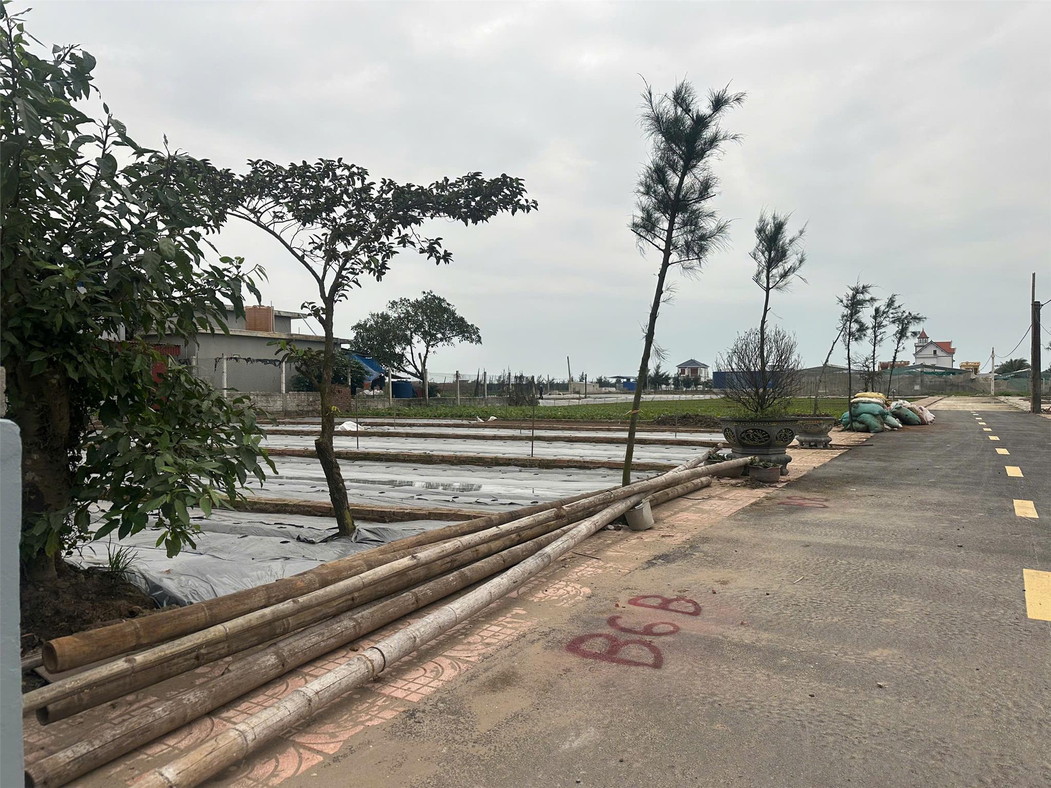 Chính chủ bán đất nền ven biển Quất Lâm - Ảnh 2