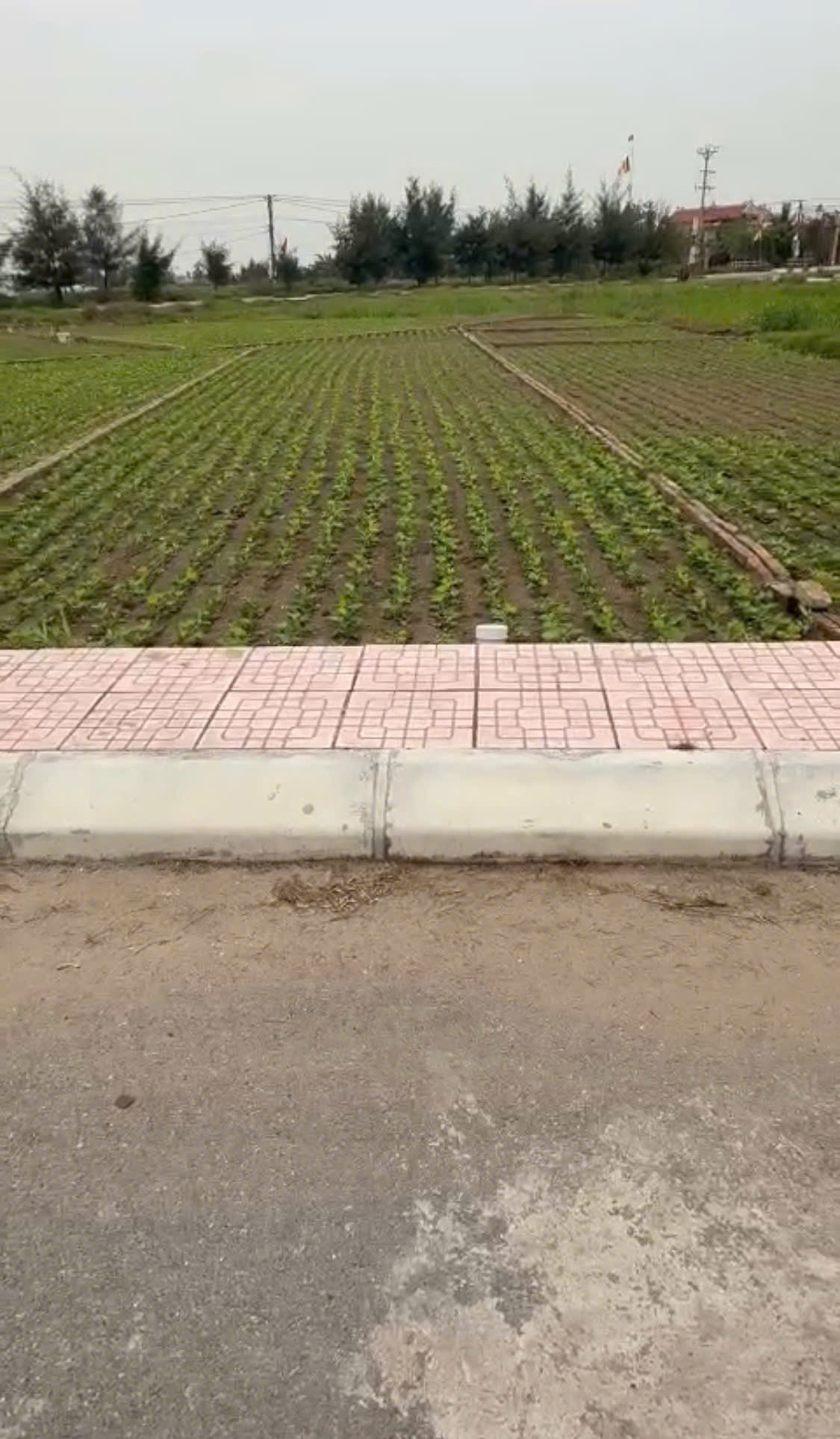 Chính chủ bán đất nền ven biển Quất Lâm - Ảnh chính