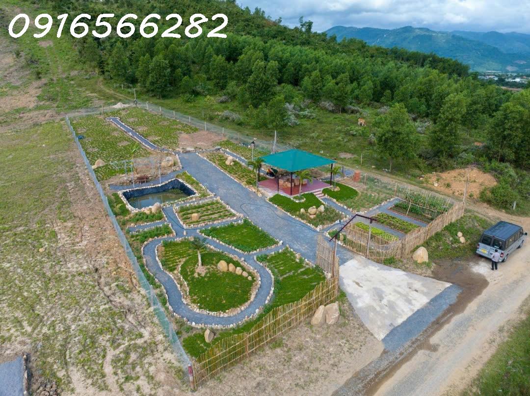 Bán 1031M2 đất Tại Ninh Tây, Ninh Hòa, Khánh Hòa, Giá đầu tư chỉ có 1,546 Tỷ - Ảnh 2