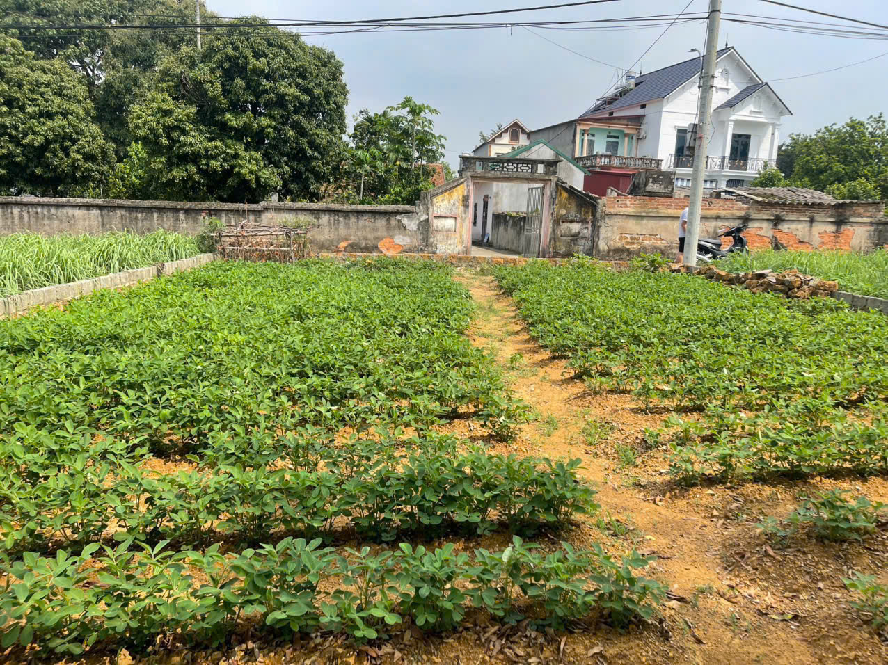 Chính Chủ Gửi Bán Lô Đất Đẹp Tại Yên Thái, Đông Yên, Quốc Oai – Hà Nội - Ảnh chính
