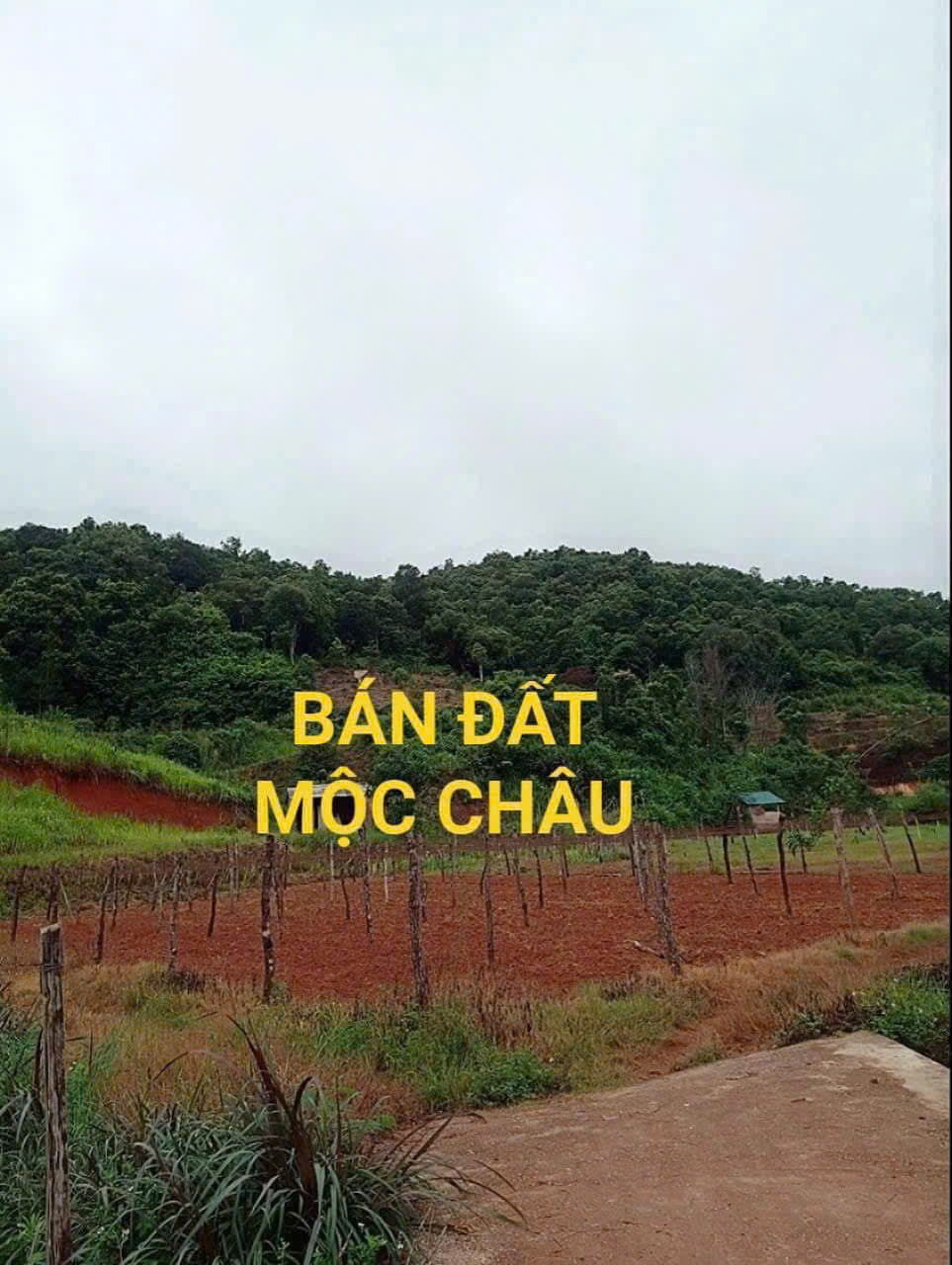 BÁN ĐẤT HOMESTAY, NGHỈ DƯỠNG TẠI  MỘC CHÂU – VỊ TRÍ VÀNG, GIÁ SIÊU TỐT! - Ảnh chính
