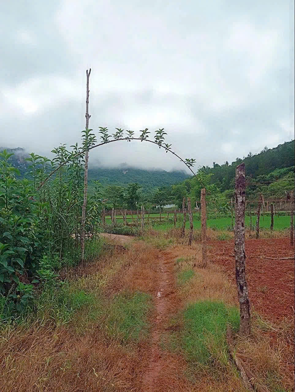 BÁN ĐẤT HOMESTAY, NGHỈ DƯỠNG TẠI  MỘC CHÂU – VỊ TRÍ VÀNG, GIÁ SIÊU TỐT! - Ảnh 2
