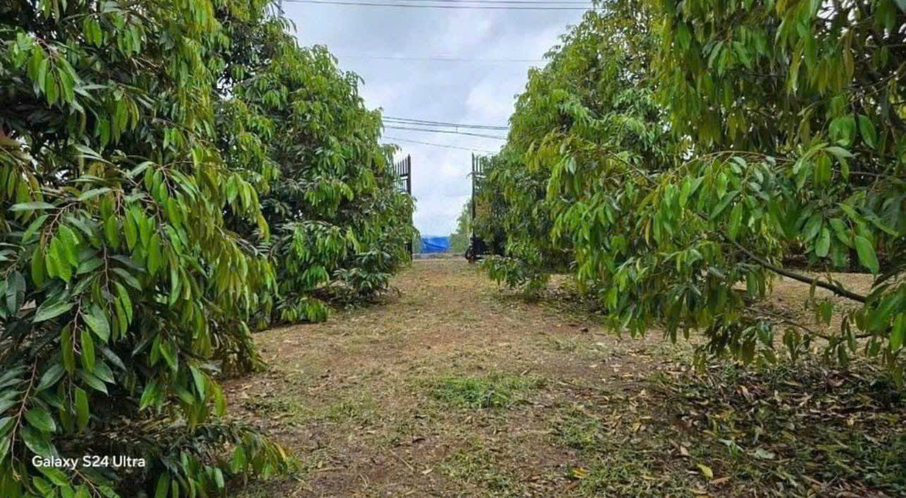 ĐỊNH CƯ HOA KỲ NÊN CẦN BÁN NHANH VƯỜN SẦU RIÊNG 300 CÂY GIÁ CHỈ 550 TRIỆU - Ảnh 2