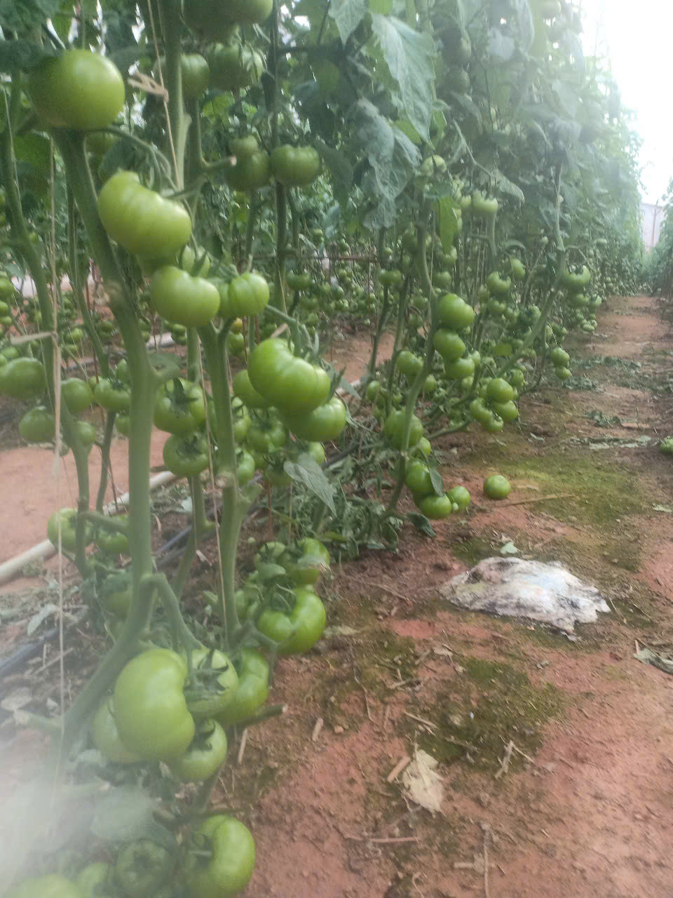 Bán lô đất tại phường 5 nối liền với xã Tà Nung, TP.Đà Lạt, tỉnh Lâm Đồng - Ảnh 2