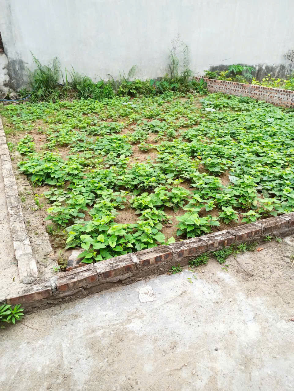 Bán Gấp Đất Đẹp - Dương Xá Gia Lâm Dt 40m Mt 5.7 m Giá 3.4 tỷ - Ảnh 2