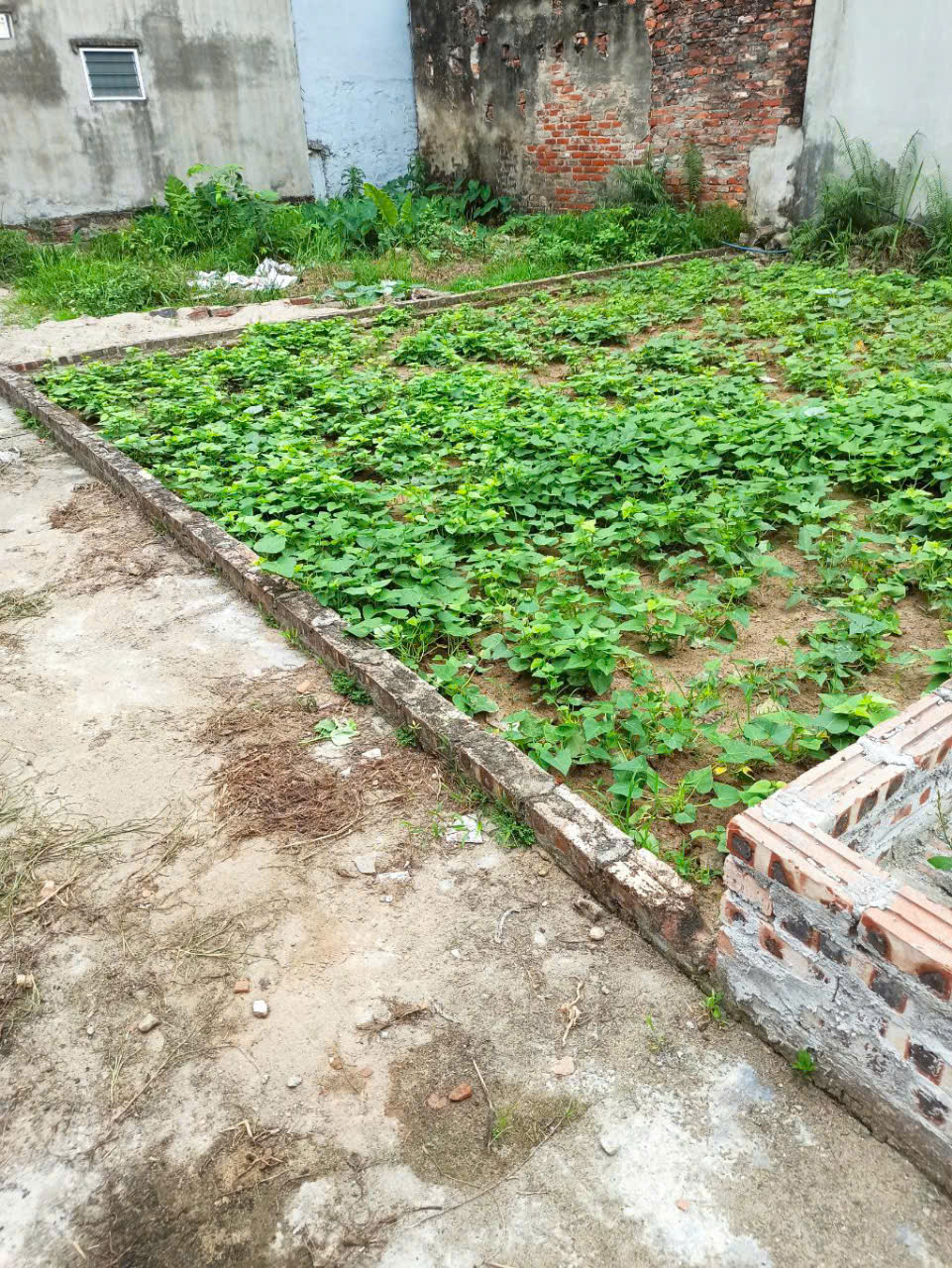 Bán Gấp Đất Đẹp - Dương Xá Gia Lâm Dt 40m Mt 5.7 m Giá 3.4 tỷ - Ảnh 3