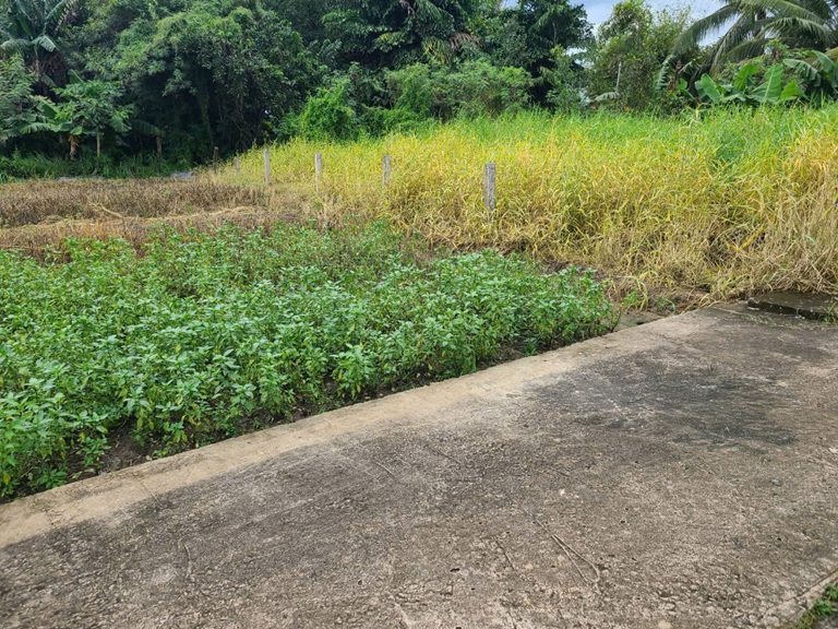 ĐẤT SIÊU ĐẸP - GIÁ TỐT - Bán GẤP Lô Đất Tiềm Năng Tại Long Khánh Xã Phước Hậu, Cần Giuộc Long An - Ảnh 2