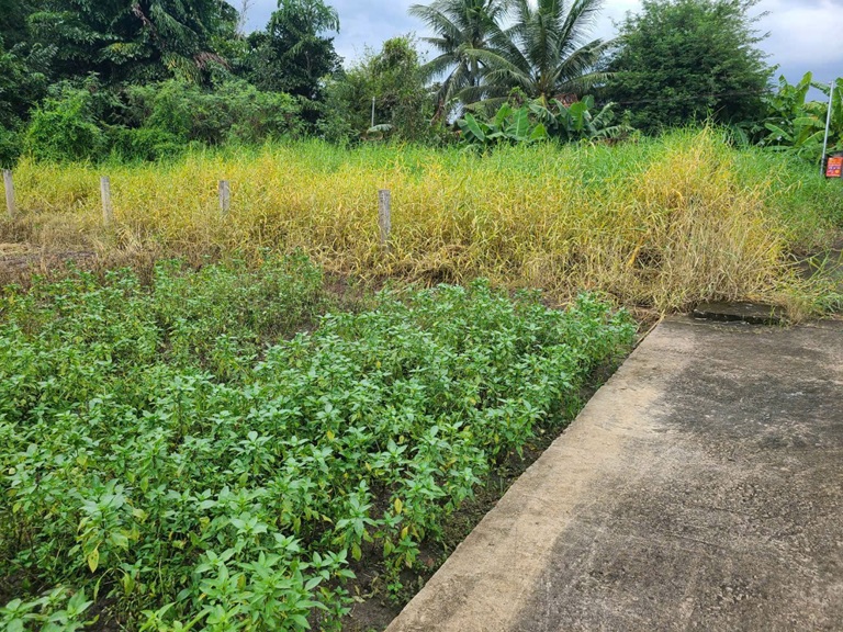 ĐẤT SIÊU ĐẸP - GIÁ TỐT - Bán GẤP Lô Đất Tiềm Năng Tại Long Khánh Xã Phước Hậu, Cần Giuộc Long An - Ảnh 3