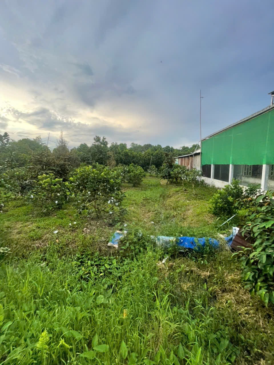 Lô Đất Vị Trí đẹp- giá tốt Chính chủ cần bán nhanh lô đất tại huyện Phong Điền, TP Cần Thơ - Ảnh 3