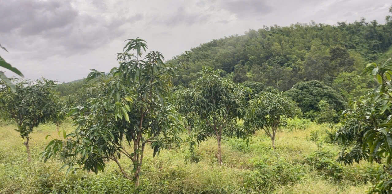 BÁN LÔ ĐẤT THÔN TÂY NAM, XÃ SÔNG CẦU, HUYỆN KHÁNH VĨNH, KHÁNH HOÀ. - Ảnh chính