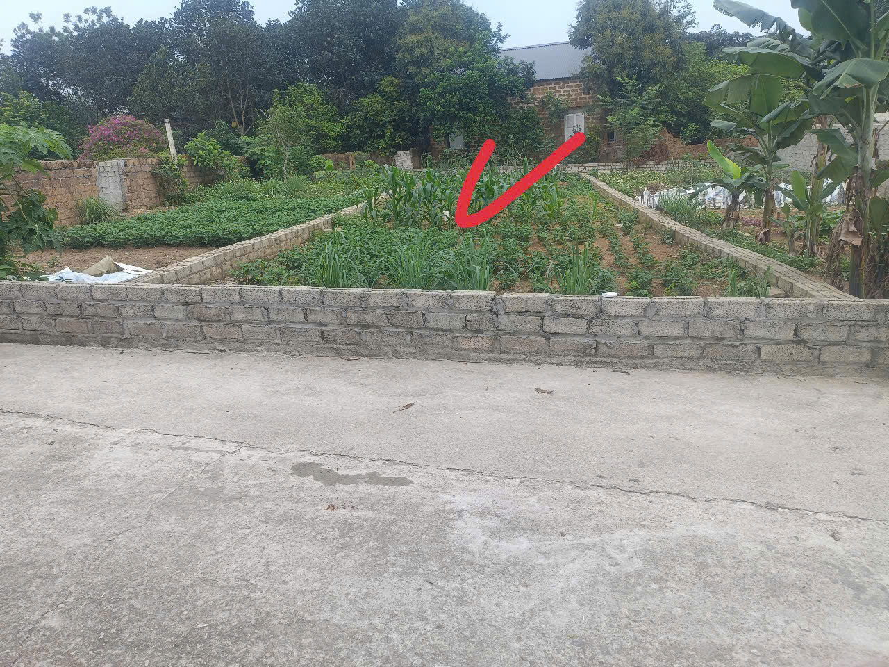 CHỈ VÀI TỶ, CÓ NGAY 155M2 ĐẤT SƠN ĐÔNG - Ảnh 3