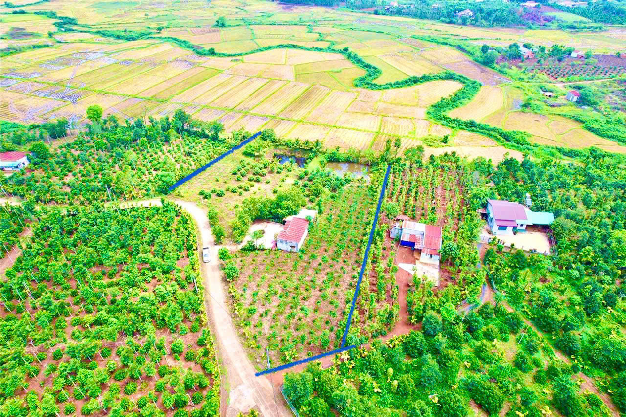 Ea BHốk- Cư Kuin- Đắk Lắk dt 6000m2 thực tế 8000m2 sẵn thổ cư 400m2 đường bê tông ô tô tới đất sẵn - Ảnh chính