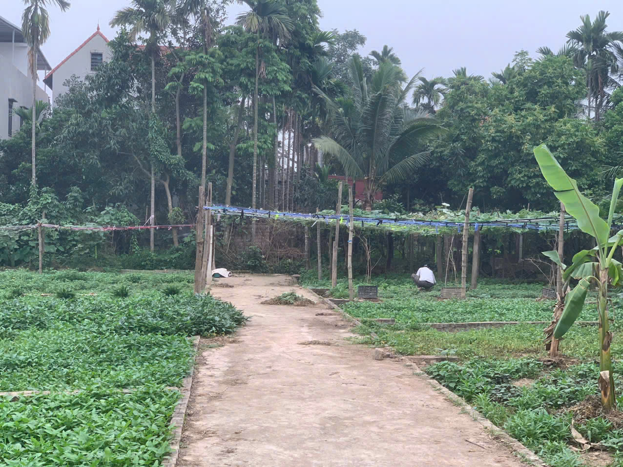 CẶP ĐÔI HOA KHÔI ĐẤT XÃ TÍCH LỘC (Tích Giang) – H. PHÚC THỌ - Ảnh 2