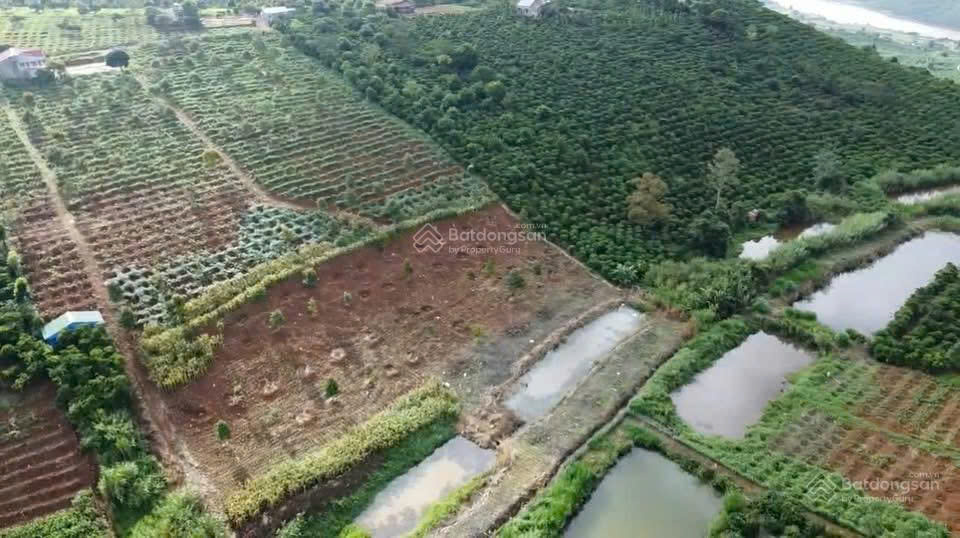 Đất phong thủy tốt, view săn mây, sẵn nông sản cà phê, sầu riêng 9T, gần sân bay QT Liên Khương - Ảnh chính