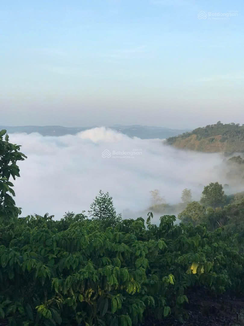 Đất phong thủy tốt, view săn mây, sẵn nông sản cà phê, sầu riêng 9T, gần sân bay QT Liên Khương - Ảnh 2