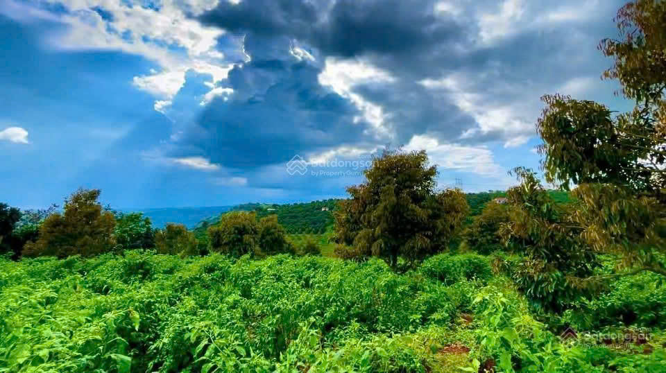 Đất phong thủy tốt, view săn mây, sẵn nông sản cà phê, sầu riêng 9T, gần sân bay QT Liên Khương - Ảnh 4
