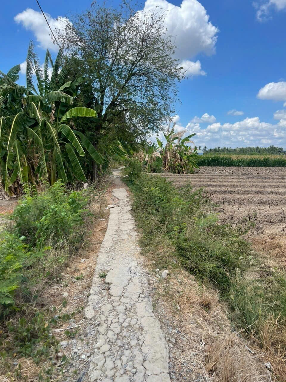 ĐẤT ĐẸP - ĐẦU TƯ SINH LỜI - Chính Chủ Cần Bán Đất Xã Bình Phục Nhứt, Chợ Gạo, Tiền Giang - Ảnh 2