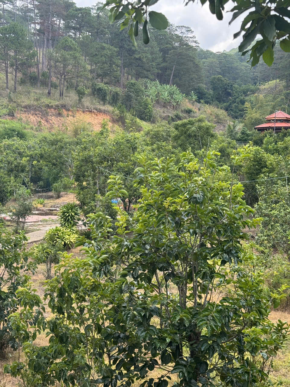 Cần bán lô đất lớn đối diện Làng biệt thự Tea Resort Prenn - Ảnh 4
