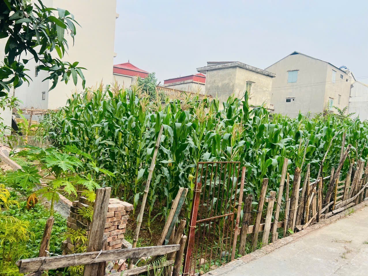 🔥 BÁN ĐẤT PHƯỜNG PHÚC LỢI - LONG BIÊN 🔥 - Ảnh 1