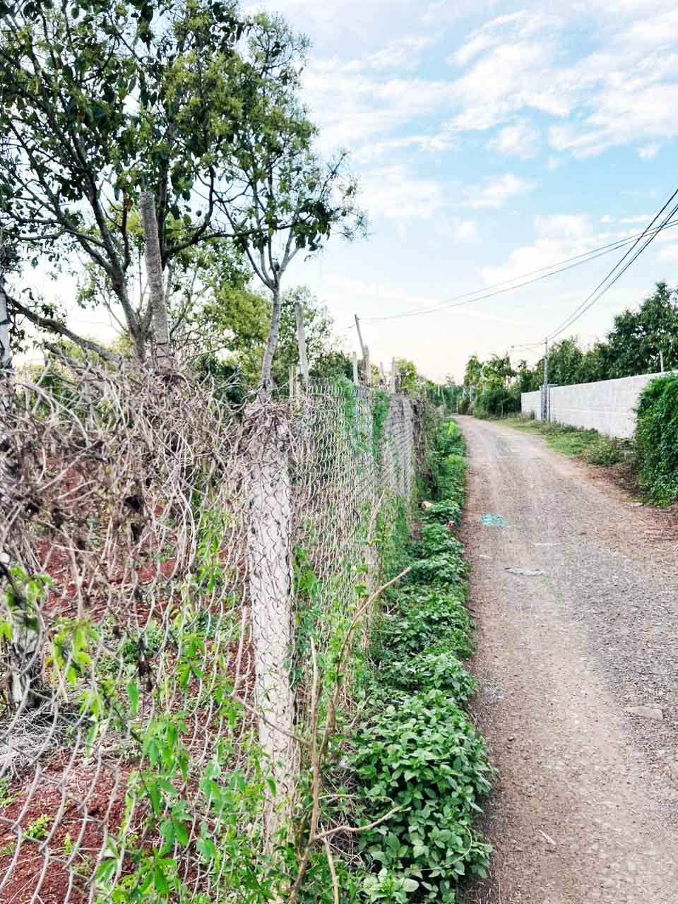 🔥 SIÊU PHẨM ĐẤT BAZAN 1,3HA – CÁCH QL14 CHỈ 400M – GIÁ CHỈ 650TR/SÀO 🔥 - Ảnh 3