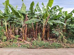 Cần bán lô đất sào Phú Vinh 29 x 40 = 1000m2 đất như hình. - Ảnh chính