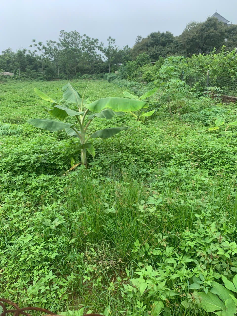 ĐẤT ĐẸP - GIÁ TỐT - Cần Bán Nhanh Lô Đất Tại Đường tỉnh 411C, Xã Phú Sơn, Huyện Ba Vì, Hà Nội - Ảnh 4