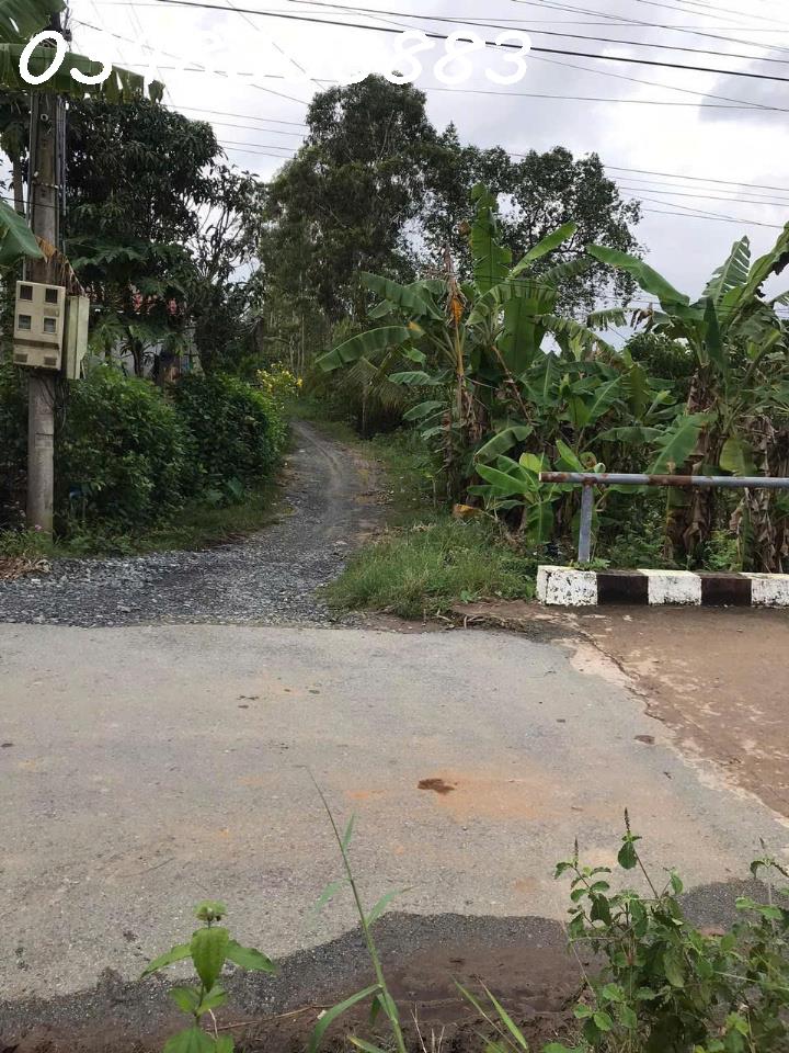 CẦN TIỀN NÊN BÁN GẤP MẢNH ĐẤT VƯỜN HƠN 1.000M² Ở CHÂU HƯNG BÌNH ĐẠI, BẾN TRE – SỔ ĐỎ SẴN - Ảnh 3