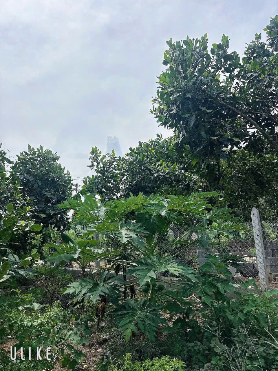 Diên Phước đất dân cắt bán DT: 60.4m2 full thổ cưGiá chỉ từ : 449triệuLh em: - Ảnh 2