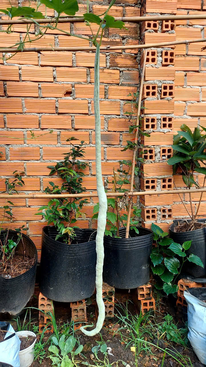 CHÍNH CHỦ CẦN BÁN NHANH LÔ ĐẤT Ở PHƯỜNG CHÁNH NGHĨA- TP. THỦ DẦU MỘT-BÌNH DƯƠNG - Ảnh 1