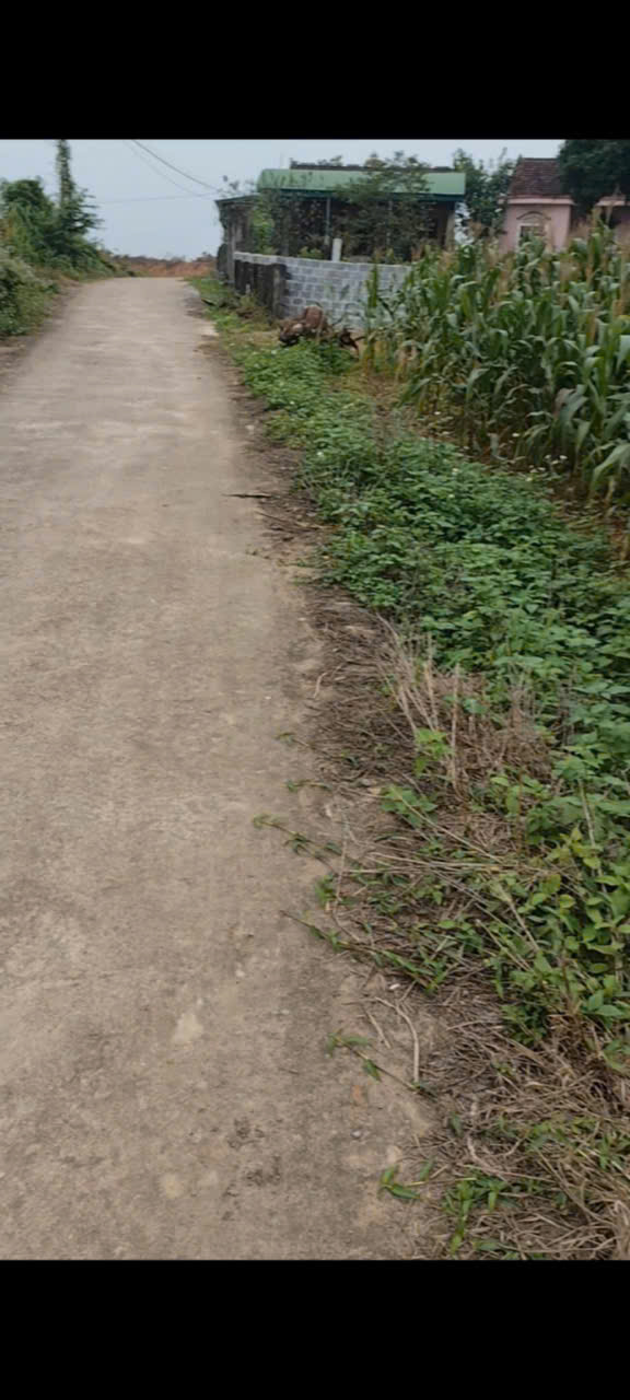 Cần bán 130m2 đất,oto 4 chỗ vào tận đất, giá rẻ bao sang tên tại Đại Sơn, Đô Lương,Nghệ An - Ảnh 2