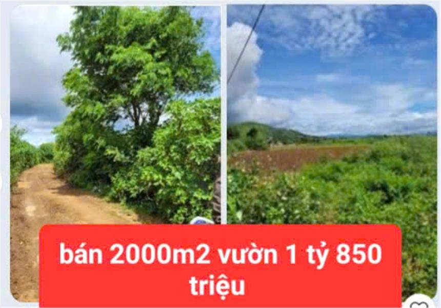 HẠ GIÁ TỪ 2.6 TỶ XUỐNG BÁN 1 tỷ 850 triệu - 2 sào đất vườn tổ 32 liên nghĩa-đức trọng -lâm đồng - Ảnh chính