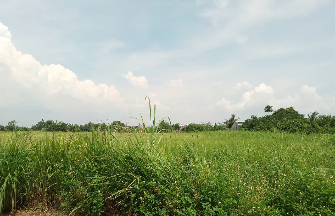 2592m2 có 26 tỷ x Nguyễn Thị Điệp Đông Thạnh Hóc Môn TP. Hồ Chí Minh - Ảnh 4