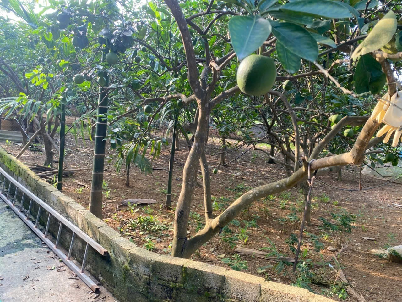 LÔ ĐẤT VỊ TRÍ ĐẸP- GIÁ ĐẦU TƯ CHÍNH CHỦ CẦN BÁN NHANH lô đất tại huyện Chương My, TP Hà Nội - Ảnh chính