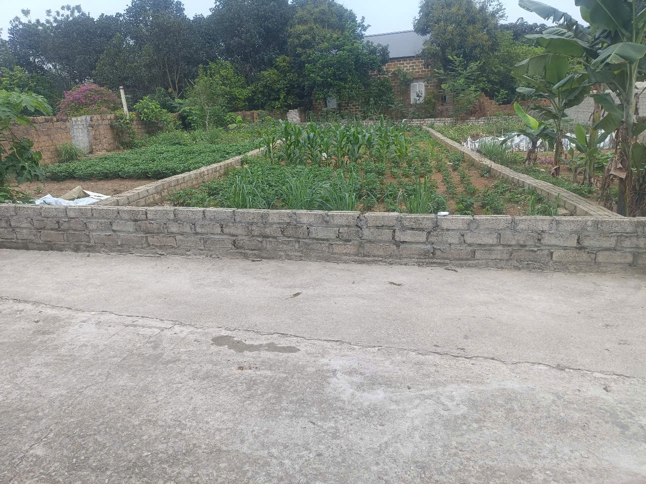 155M2 ĐẤT THỊ XÃ SƠN TÂY, GIÁ CHỈ VÀI TỶ - Ảnh 3
