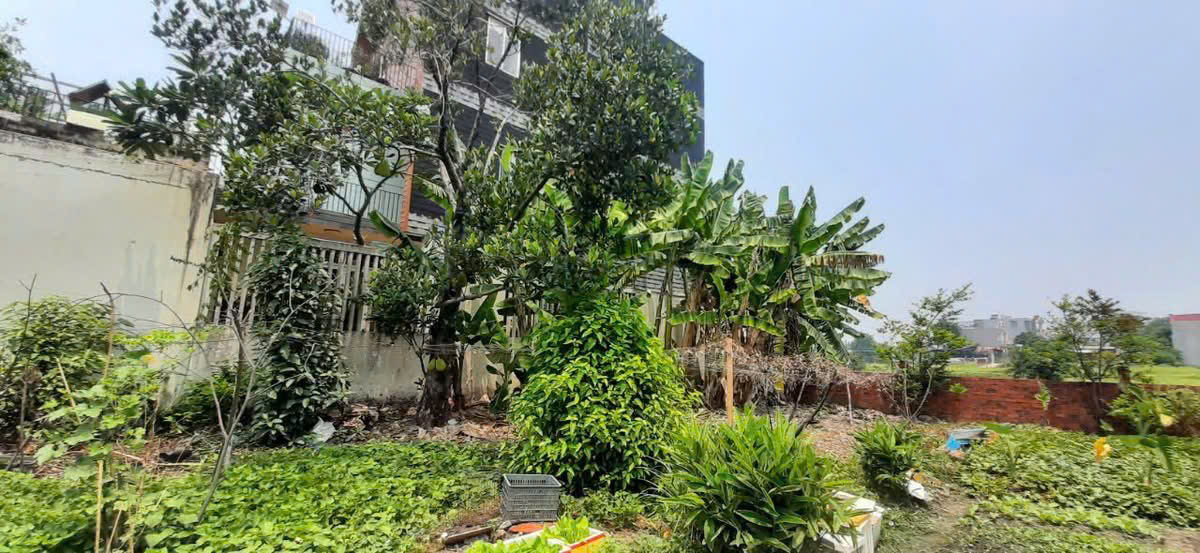 ĐẤT FULL THỔ CƯ THỚI TAM THÔN, HÓC MÔN – GẦN TÔ KÝ, ĐƯỜNG Ô TÔ GIÁ 6.5 TỶ - Ảnh 2