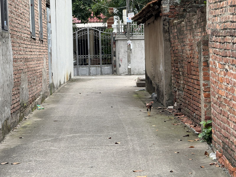 Cần bán 100m2 đất thôn Đại Bản, Gia Lâm. Cách hồ 20m, cách 100m ra đường Dương Đức Hiển (QL17) - Ảnh 2