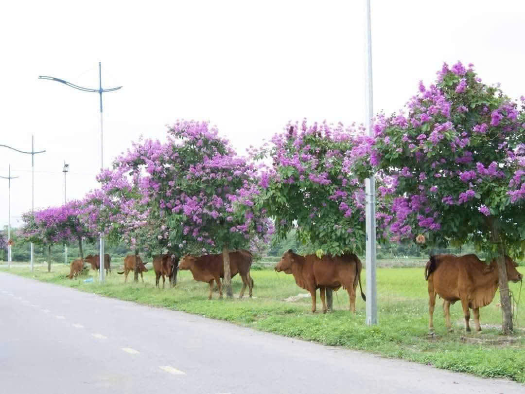 BÁN NHANH LÔ ĐẤT VỊ TRÍ ĐẸP TĐC Bắc Hạ, Quang Tiến, Sóc Sơn, Hà Nội - Ảnh 2