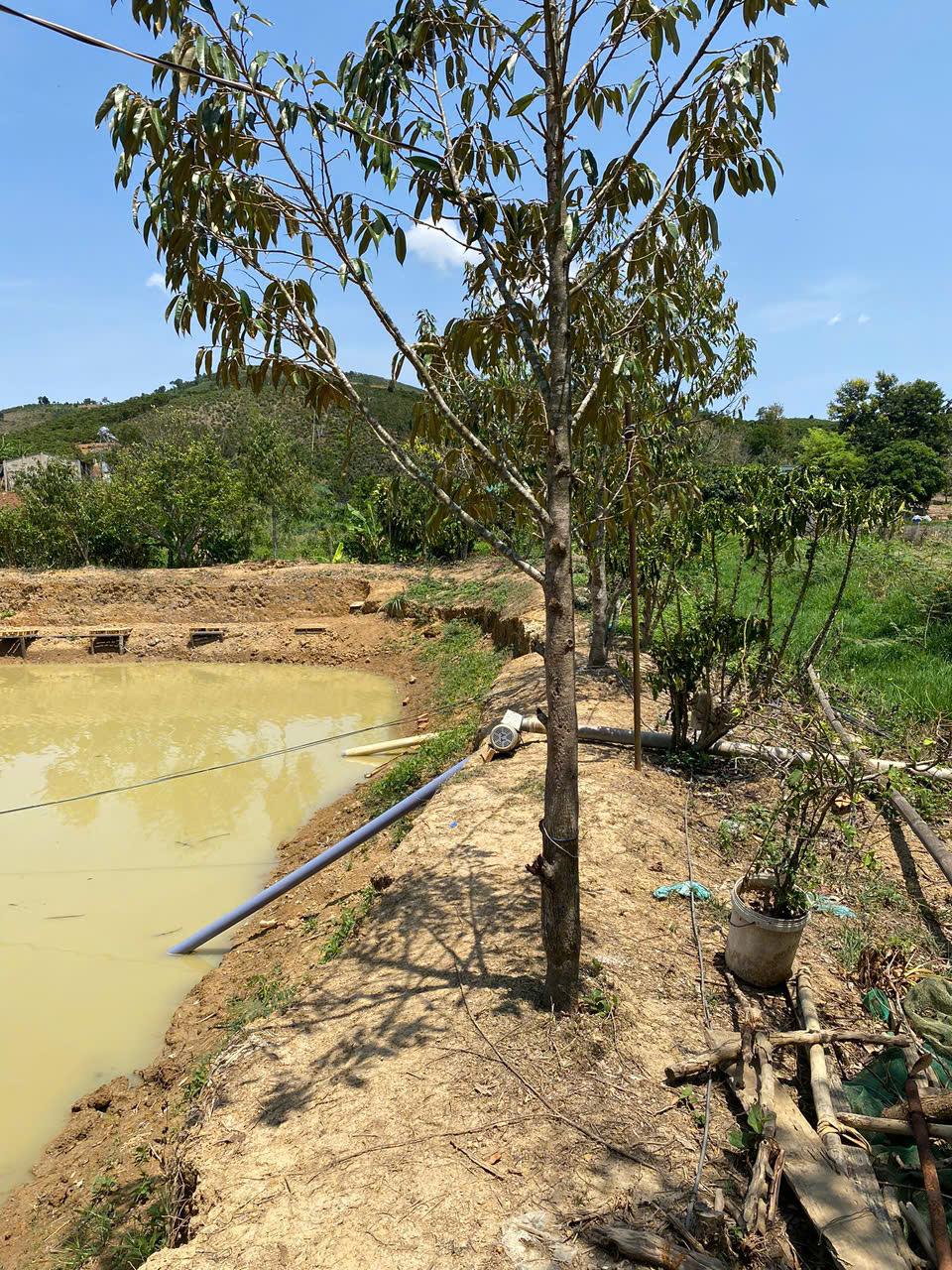 CẦN BÁN GẤP ĐẤT AO TẠI ĐINH CÔNG TRÁNG, LỘC CHÂU, BẢO LỘC, LÂM ĐỒNG - Ảnh chính